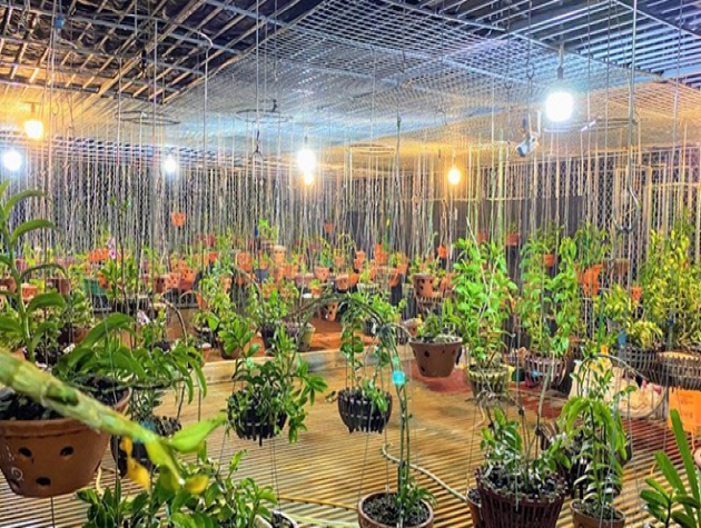 Anh nông dân nghèo bỗng chốc đổi đời, thu nhập gấp chục lần nhờ loại cây nhiều người mê
